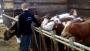Les 4e EA de la MFR d'Aillevillers visitent une exploitation agricole