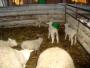 Les 4e EA de la MFR d'Aillevillers visitent une exploitation agricole
