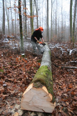 Exploitation forestière
